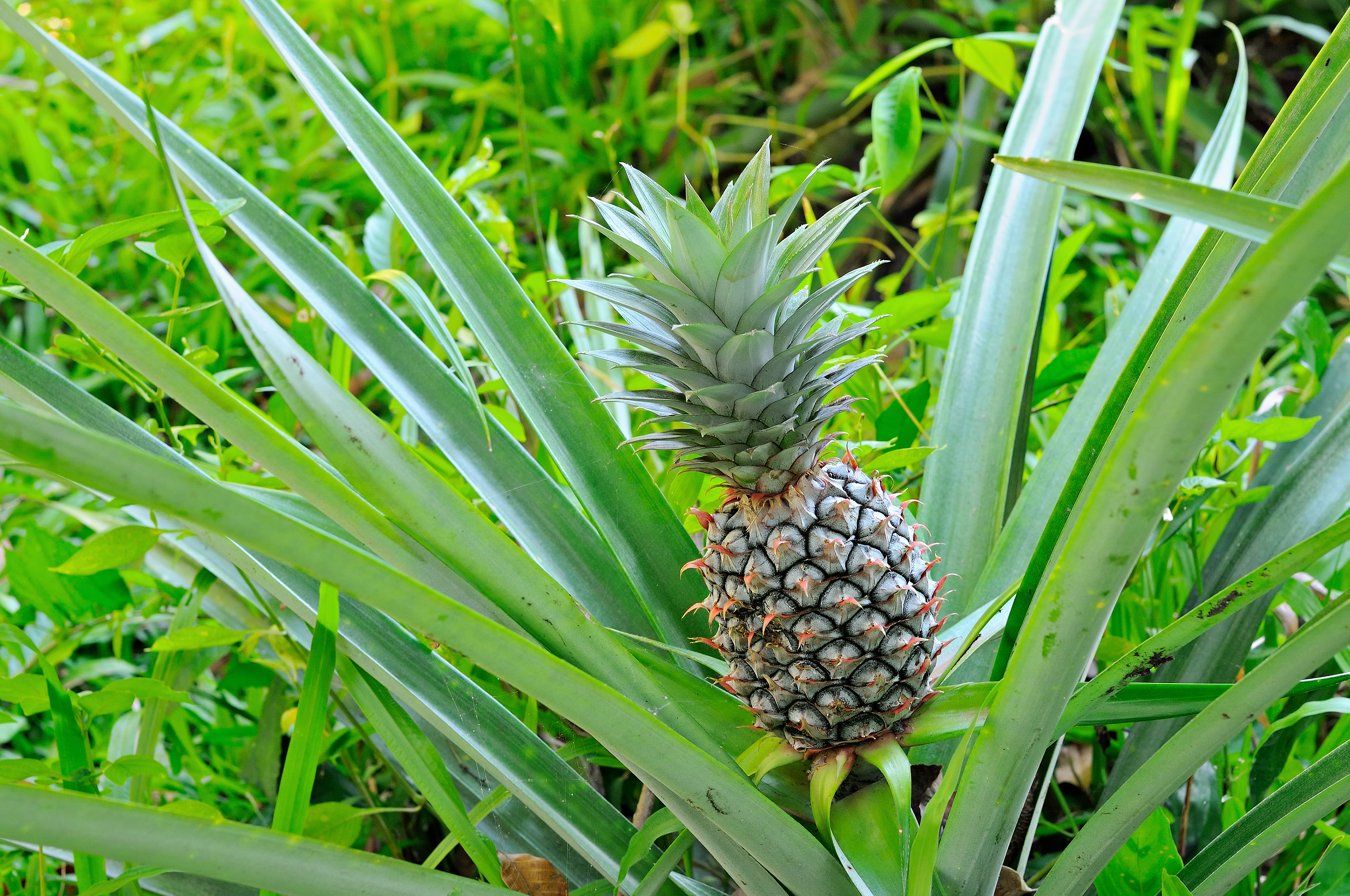 cliënt Welke Verdeelstuk De ananasplant