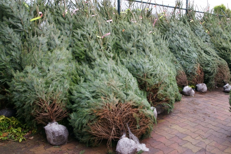 Top 5 kerstbomen en verzorgingstips - Tuincentrum alles voor tuin en