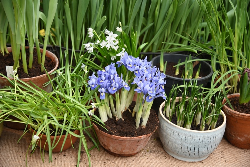 het planten bloembollen Tuincentrum Oosterhout alles voor huis, tuin en dier!