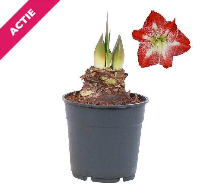 Amaryllis