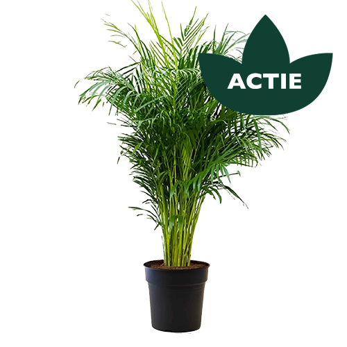 Areca Palm