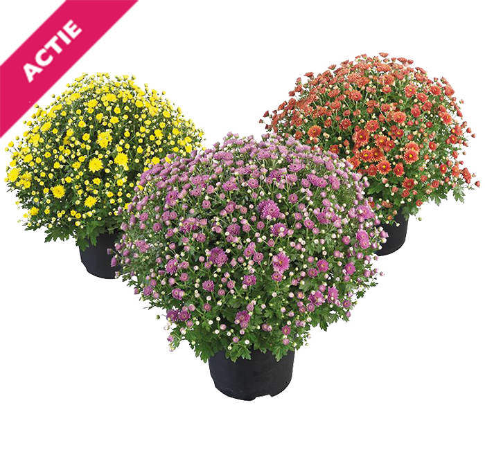 Bolchrysant