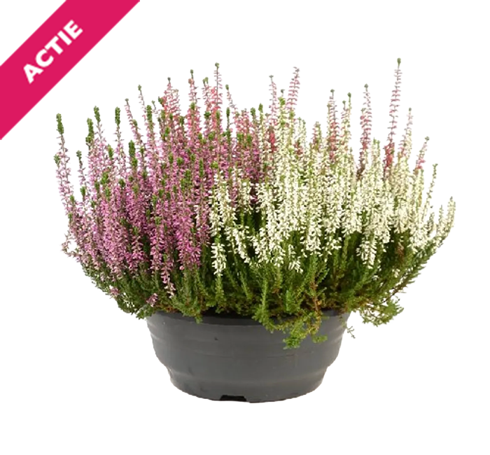Calluna Tricolor in schaal