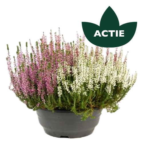 Calluna Tricolor Schaal