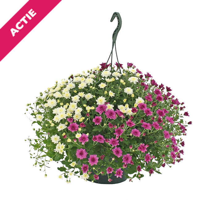 Chrysanten in hangpot
