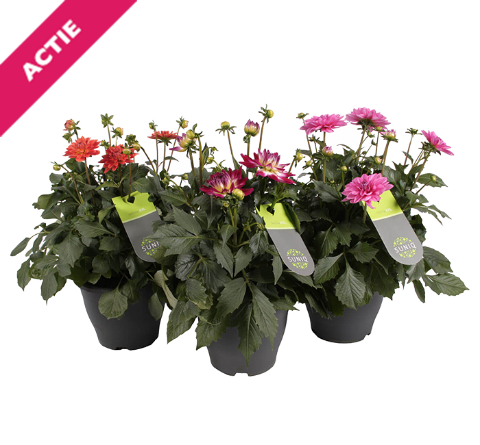 Dahlia XXL