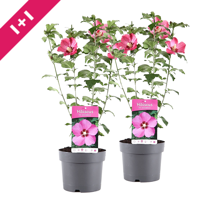Hibiscus