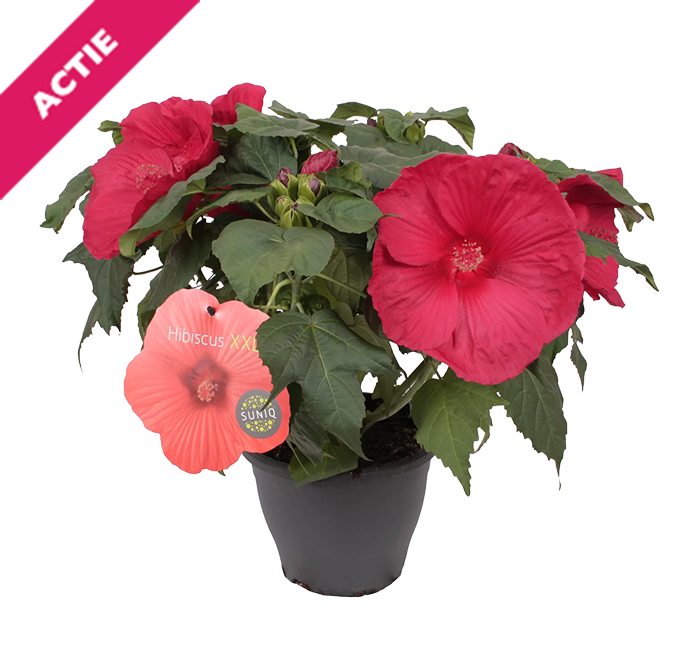 Hibiscus XXL