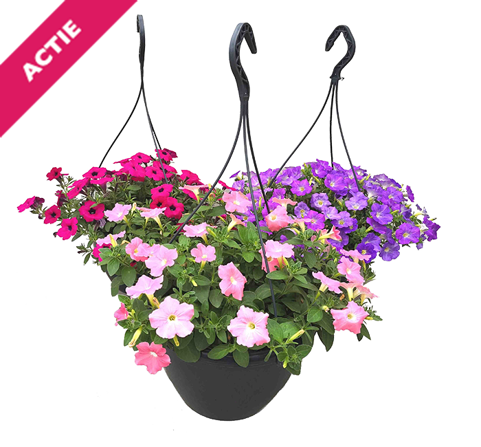 Petunia in hangpot