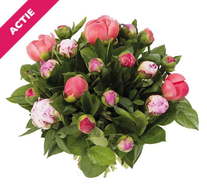 Pioenrozen