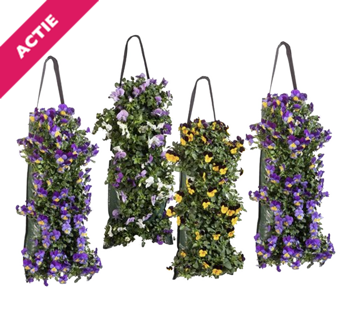 Violen in wandhanger